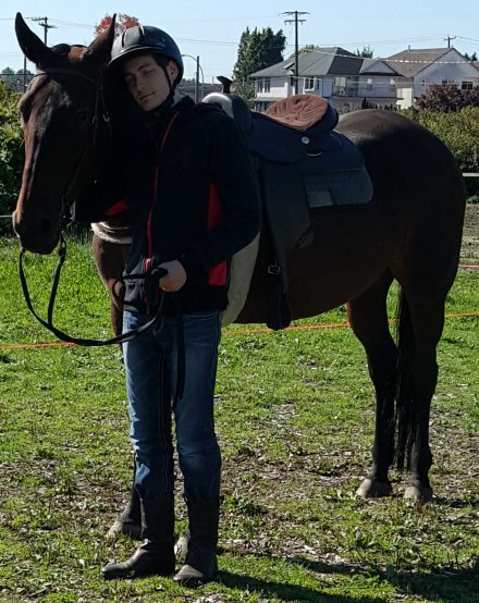 Training a Standardbred horse