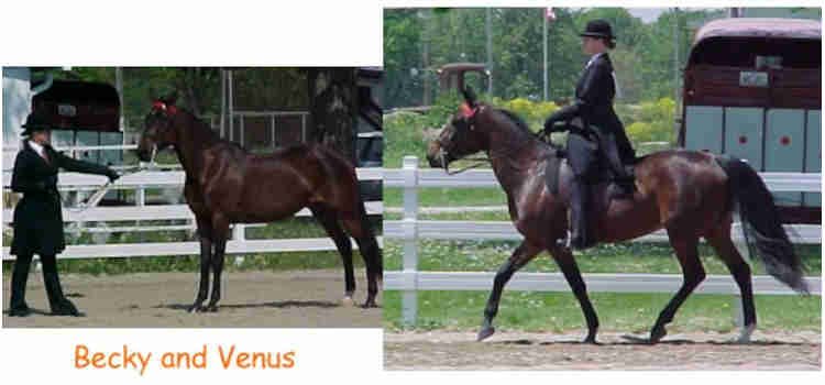 Standardbred Fan Club member Becky demonstrating on Venus, a standardbred horse dressage riding