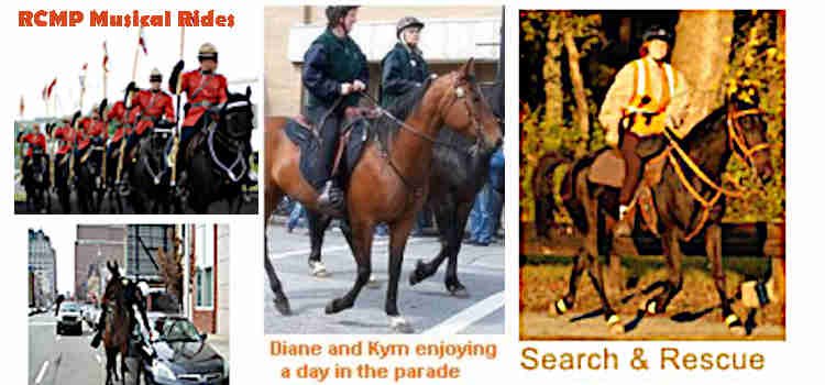 The versatile Standardbred horse in police work, parades, search and rescue