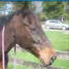 A talented Standardbred endurance horse