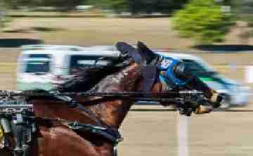 Identifying a Standardbred brand