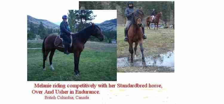 standardbred horses are wellknown in endurance riding and competition