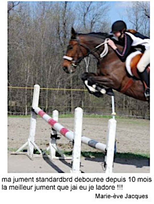 Standardbred Fan Club member and her jumping Standardbred horse.