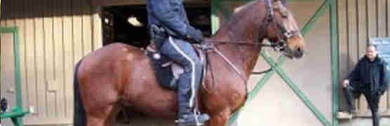 A handsome standardbred horse finds a new job as a police horse