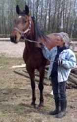 Standardbred Fan Club volunteers at the race track readying a horse to be rescued